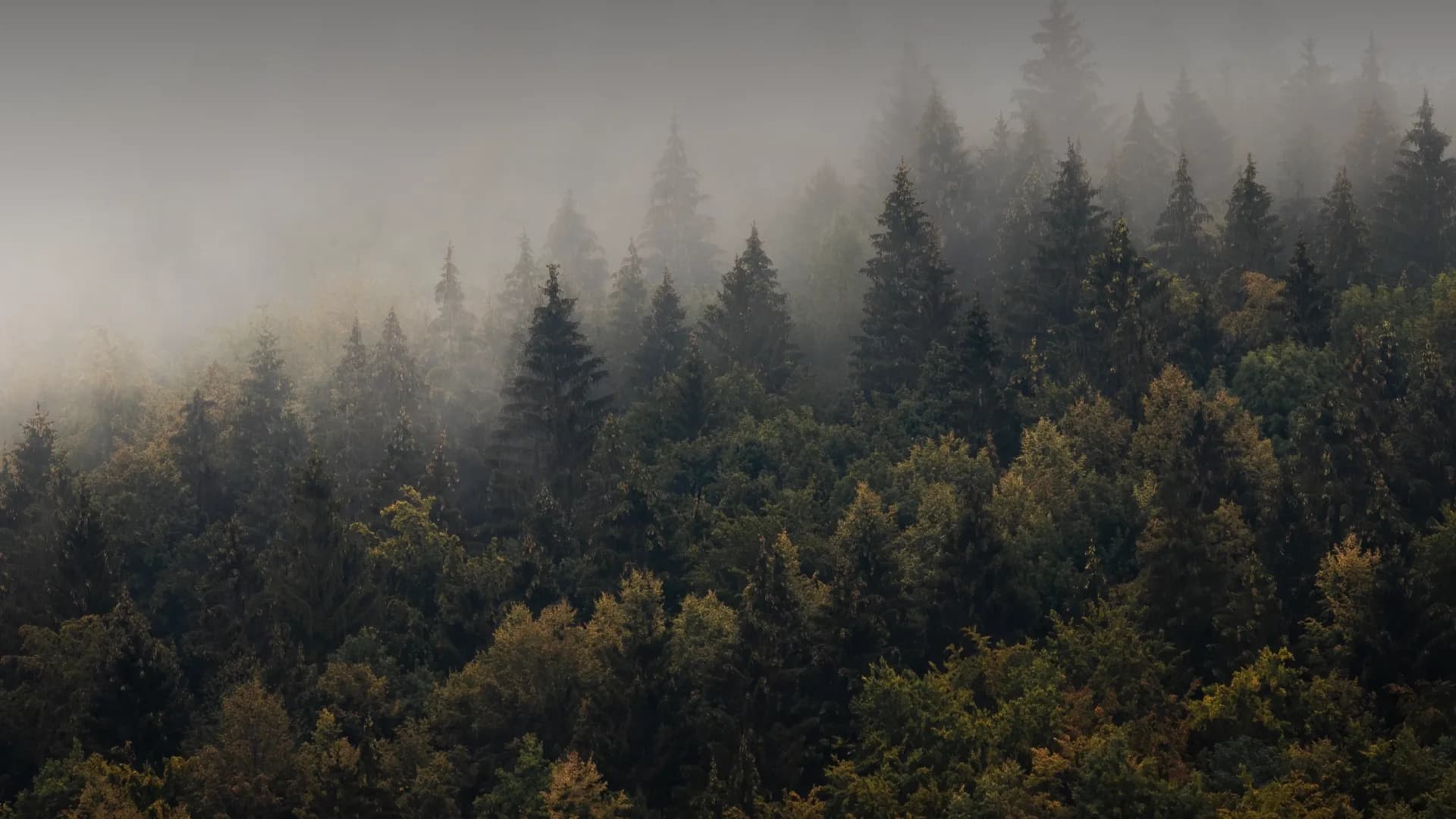 Nebeliger Wald